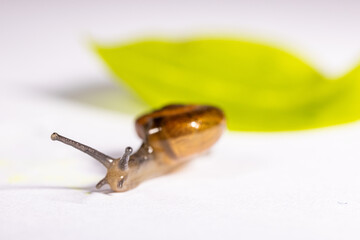 Wall Mural - Closeup shot of a snail on green leaf