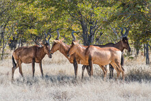 Small Herd Of Red Hartebeest, Alcelaphus Buselaphus Caama Feeding In Etosha National Park, Namibia