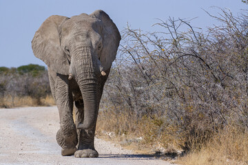 Wall Mural - Bull of African elephant, Loxodonta africana, walking on the road, Etosha national park, Namibia