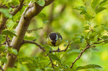 Wall Mural - Cute tit bird perched on a tree branch in a park