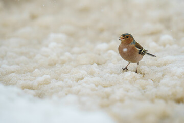 Sticker - Closeup shot of a common chaffinch on a snowy field