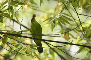 Canvas Print - Closeup shot of an Olive-backed oriole perched on a tree