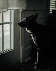 Poster - Vertical shot of a black dog sitting near a window