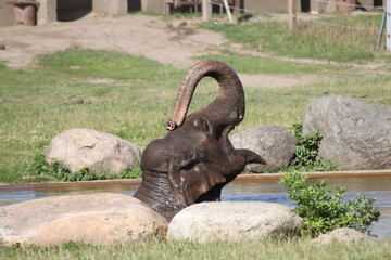 Sticker - View of an elephant taking its head out of the water in the zoo