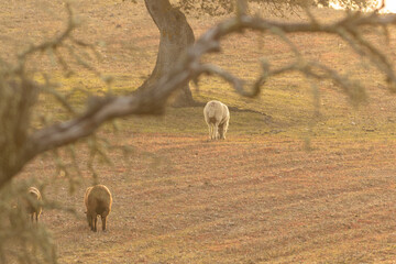 Sticker - Distant view of the grazing sheeps in the field surrounded by trees