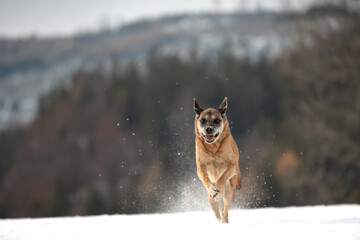 Poster - Dog running in a snowy forest, Austria