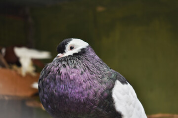 Poster - Closeup portrait of a rock dove perched on a branch of a tree on a wooden background