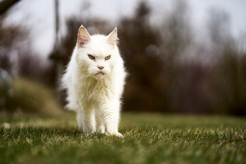 Poster - Close-up shot of a Maine Coon cat standing on the grass in the blurry background.