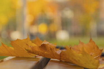 Sticker - Yellow maple leaves lie on wooden slats of bench in abstract autumn background of public park.