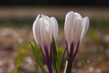 Poster - Closeup of two crocus flowers against a blurred background