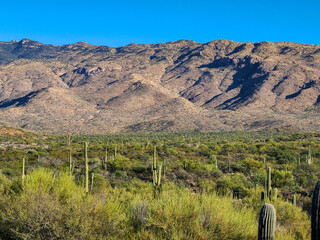 Poster - Landscape view of mountains and cactuses in a desert at Saguaro National Park