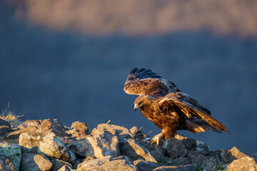 Wall Mural - Beautiful Golden eagle perched on a rock on a blurred background on the seaside