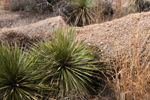 Scenic View Of Twin-flowered Agave Plants Near Rocks In A Desert