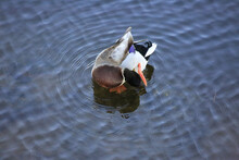Closeup Of The Male Mallard Duck Grooming Itself.