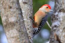Closeup Portrait Of A Lonely Red-bellied Woodpecker Perched On A Bare Branch Of A Tree