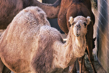 Closeup Shot Of A Cute Camel At The Kansas City Zoo