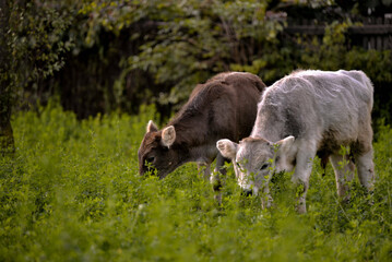 Sticker - Cute calves grazing the grass in a rural meadow