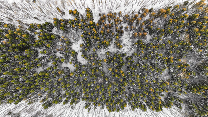 Poster - Breathtaking aerial view of spruce trees in a winter forest