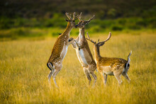 Fantastic View Of Three Deer Playing In A Field With A Blurry Background