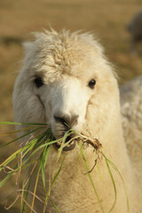 Sticker - Closeup shot of a llama in a farm during the day