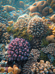 Poster - Vertical shot of colorful reefs underwater