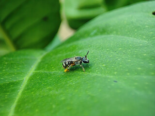 Sticker - Closeup shot of a bee on the green leaf