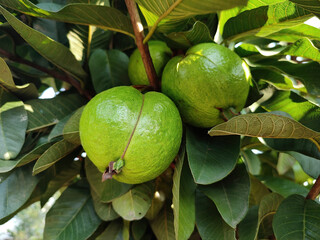 Sticker - Closeup shot of guava fruits and its leaves on the tree