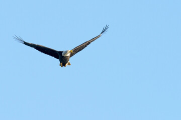 Poster - Closeup shot of a bald eagle flying in the sky