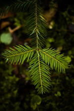 Vertical Closeup Shot Of The Abies Balsamea Plant Branch On The Blurry Background