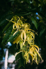 Wall Mural - vertical shot of yellow ylang-ylang flowers at a garden
