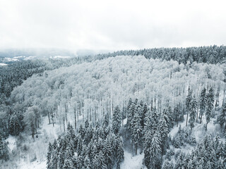 Poster - Snowy forest at it's best.