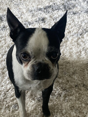 Canvas Print - High angle shot of a cute Boston Terrier