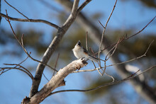 Closeup Shot Of A Tufted Titmouse Perched On A Branch