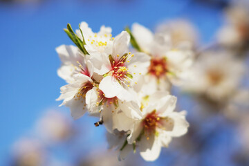 Sticker - Selective focus shot of white almond trees blooming against a light blue sky