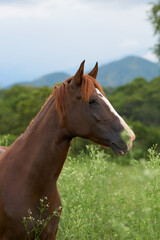 Canvas Print - Vertical closeup photo of a horse in a field in a farm