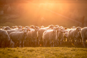 Wall Mural - Sheeps group on the green grass. Sheeps farm.