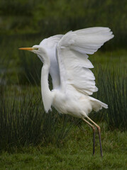 Sticker - Vertical shot of a great white egret on the field ready for a flight