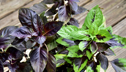 Canvas Print - Closeup of a dark opal purple basil on a wooden board