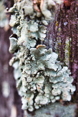 Canvas Print - Moss growing on Oak Tree Trunk