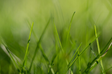 Sticker - Selective focus shot of green grass in a meadow