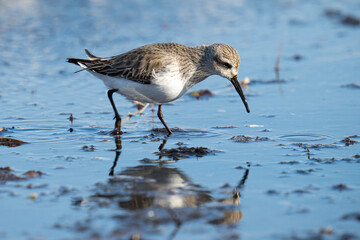 Sticker - Closeup shot of dunlin bird looking for food on the shore