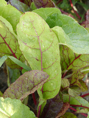 Canvas Print - Close-up shot of a Swiss Chard growing in the garden on a sunny day