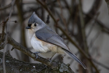 Sticker - Close-up shot of a cute Tufted titmouse bird perched on a tree during the daytime