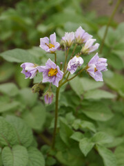 Wall Mural - close-up shot of a yukon gold potato flower growing in the garden