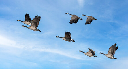 flock of canada geese flying in a cloudy sky