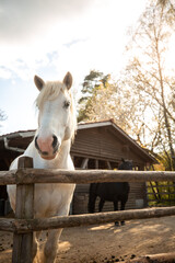 Poster - Vertical shot of a white horse on a farm