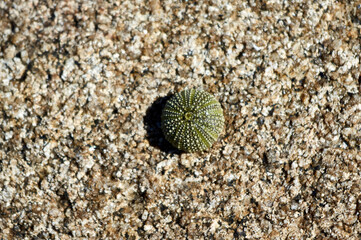 Sticker - skeleton of a sea urchin on a rock on the coast.