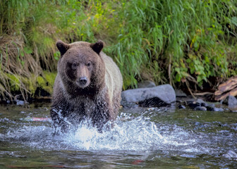 Wall Mural - Brown wild bear in the water in Alaska