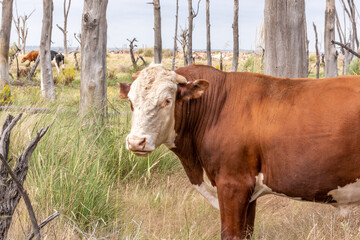 Wall Mural - Closeup portrait of a Hereford cattle cow in the farm