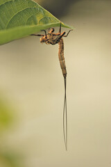 Canvas Print - Macro shot of a bug hanging on a green leaf against a blurred background